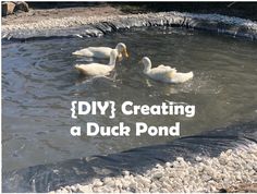 three ducks swimming in a pond with the words diy creating a duck pond