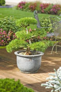 a small bonsai tree in a pot on a wooden deck next to some chairs