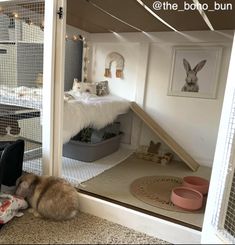 a cat is sitting on the floor in front of a caged area with other cats