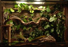 an aquarium filled with lots of green plants and rocks in it's side wall