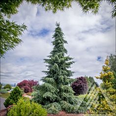 a tall pine tree in the middle of a garden with lots of trees around it