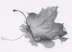 Fall Leaves Drawing, Drawing Autumn, Renoir Paintings, Beautiful Decay, Conceptual Drawing, Pencil Sketch Drawing, Black And White Art Drawing, Paper Black, Charcoal Art