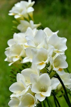 some white flowers are growing in the grass