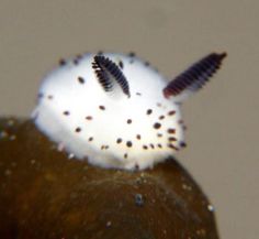 a close up of a white and black animal under water