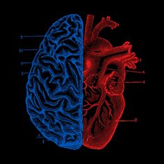 an image of the human heart and brain