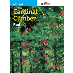 the cover of an annual book with red berries growing on it and green leaves in the background