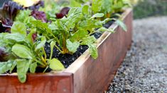 a row of wooden planters filled with green and purple plants on top of gravel