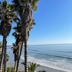 palm trees line the beach as waves roll in