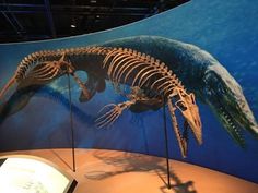 the skeleton of a whale is displayed in front of a blue wall with an image of a fish on it