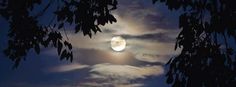 the full moon is seen through some trees