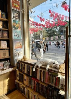 a cat laying on top of a bookshelf next to a window filled with books