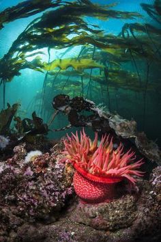 an underwater scene with seaweed and corals