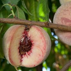 two peaches hanging from a tree branch with one half eaten and the other half open