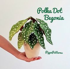 a hand holding a potted plant with polka dot begonia on it's side