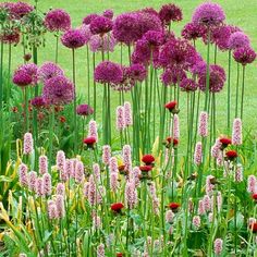 purple flowers are in the middle of a green garden with tall grass and pink flowers