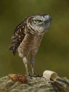 an owl standing on top of a piece of wood next to a bottle and pipe