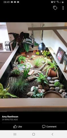 an image of a room with plants and rocks on the floor in front of it