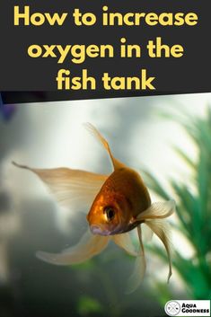 a goldfish swimming in an aquarium with the words how to increase oxygen in the fish tank