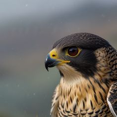 a close up of a bird of prey