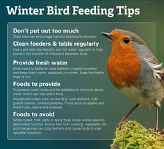 a bird sitting on top of a moss covered tree branch with information about its feeding tips