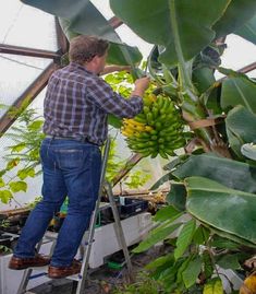 a man standing on a ladder reaching up to pick bananas from a tree in a greenhouse