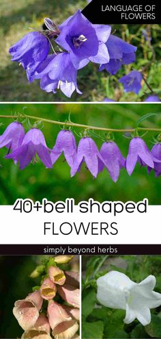 four different types of flowers with the title below it that says, 40 + bell - shaped flowers simply beyond herbs