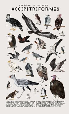 an illustrated poster with different kinds of birds