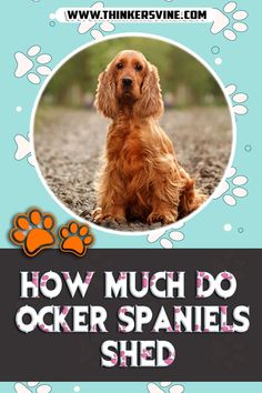 How Much Do Cocker Spaniels Shed Your Pet, Shed