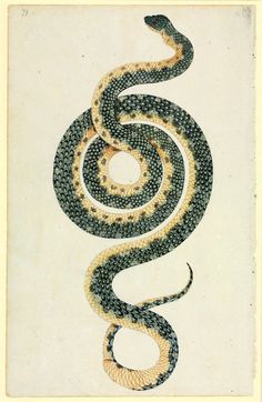 a black and white drawing of a snake