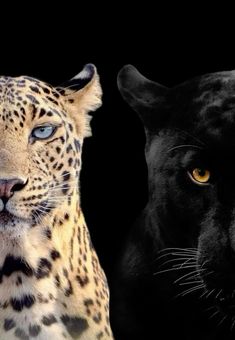 two black and one white leopards with yellow eyes looking at each other in front of a black background