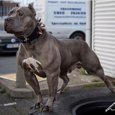 a dog standing on top of a tire