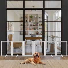 a large brown dog laying on top of a wooden floor next to a white fence