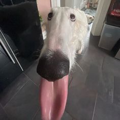 a close up of a dog with its tongue hanging out