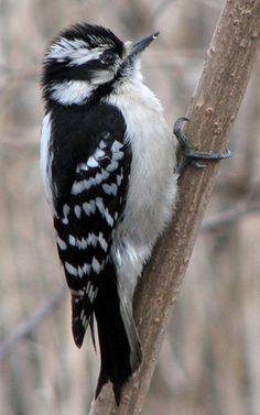 a black and white bird sitting on top of a tree branch