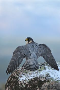 a large bird sitting on top of a rock