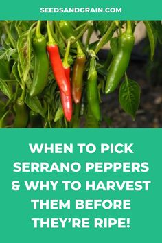 green peppers growing on the plant with text that reads when to pick serrano peppers and why to harvest them before they're ripe