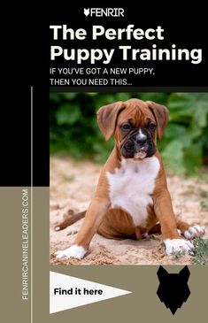 a dog sitting on the ground in front of a black and white sign that says,'the perfect puppy training if you've got a new puppy, then you need this