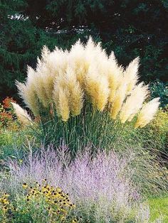 some very pretty flowers and plants in the grass