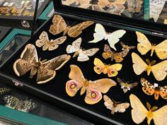 a display case filled with lots of different types of moths