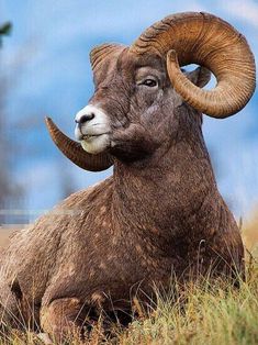 a ram with large horns sitting in the grass