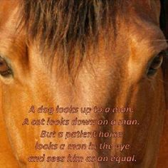 a close up of a horse's face with the words, a dog looks up to a man