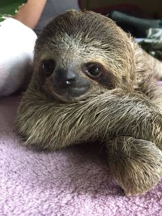 a baby sloth sitting on top of a pink towel