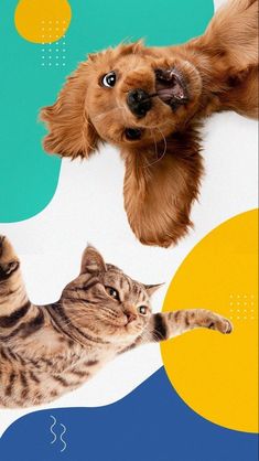 a dog and cat are looking at each other in front of a colorful background with circles