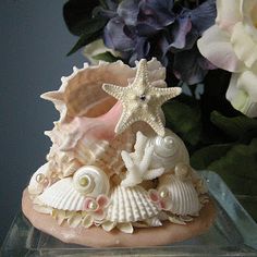 seashells and starfish are on display in a vase