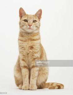 an orange tabby cat sitting on the floor