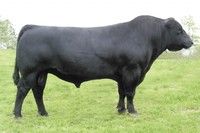 a black cow standing on top of a lush green field