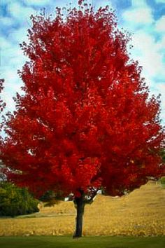 a red tree in the middle of a field