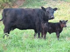 an adult and baby cow standing in the grass