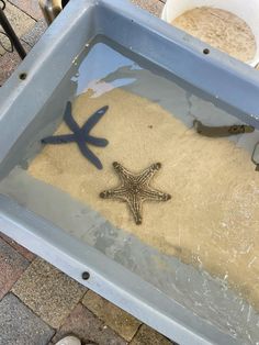 two starfishs and one seahorse are on the sand in a water trough