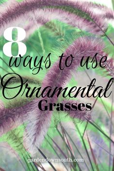 purple flowers with the words 8 ways to use ornamental grasses